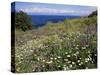 April Spring Flowers, Zingaro Nature Reserve, Northwest Area, Island of Sicily, Italy-Richard Ashworth-Stretched Canvas