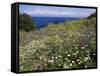 April Spring Flowers, Zingaro Nature Reserve, Northwest Area, Island of Sicily, Italy-Richard Ashworth-Framed Stretched Canvas