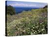 April Spring Flowers, Zingaro Nature Reserve, Northwest Area, Island of Sicily, Italy-Richard Ashworth-Stretched Canvas
