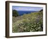 April Spring Flowers, Zingaro Nature Reserve, Northwest Area, Island of Sicily, Italy-Richard Ashworth-Framed Photographic Print