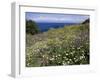 April Spring Flowers, Zingaro Nature Reserve, Northwest Area, Island of Sicily, Italy-Richard Ashworth-Framed Photographic Print