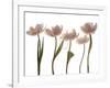 Aprile Tulipano-Katja Marzahn-Framed Art Print