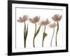 Aprile Tulipano-Katja Marzahn-Framed Art Print