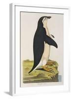 Aptenodytes Antarctica' from 'Cimelia Physica. Figures of Rare and Curious Quadrupeds-John Frederick Miller-Framed Giclee Print