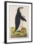 Aptenodytes Antarctica' from 'Cimelia Physica. Figures of Rare and Curious Quadrupeds-John Frederick Miller-Framed Giclee Print