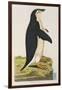 Aptenodytes Antarctica' from 'Cimelia Physica. Figures of Rare and Curious Quadrupeds-John Frederick Miller-Framed Giclee Print