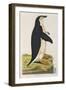 Aptenodytes Antarctica' from 'Cimelia Physica. Figures of Rare and Curious Quadrupeds-John Frederick Miller-Framed Giclee Print