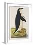 Aptenodytes Antarctica' from 'Cimelia Physica. Figures of Rare and Curious Quadrupeds-John Frederick Miller-Framed Giclee Print