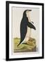 Aptenodytes Antarctica' from 'Cimelia Physica. Figures of Rare and Curious Quadrupeds-John Frederick Miller-Framed Giclee Print