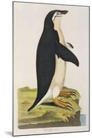 Aptenodytes Antarctica' from 'Cimelia Physica. Figures of Rare and Curious Quadrupeds-John Frederick Miller-Mounted Giclee Print