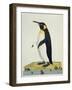 Aptenodytes Patagonica'-John Frederick Miller-Framed Giclee Print