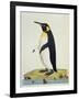 Aptenodytes Patagonica'-John Frederick Miller-Framed Giclee Print