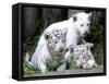 APTOPIX Argentina White Tigers-Eduardo Di Baia-Framed Stretched Canvas