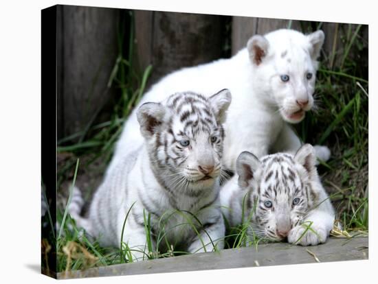 APTOPIX Argentina White Tigers-Eduardo Di Baia-Stretched Canvas