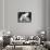 APTOPIX Argentina White Tigers-Eduardo Di Baia-Framed Stretched Canvas displayed on a wall