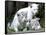 APTOPIX Argentina White Tigers-Eduardo Di Baia-Framed Stretched Canvas