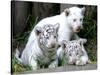 APTOPIX Argentina White Tigers-Eduardo Di Baia-Stretched Canvas