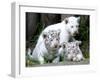 APTOPIX Argentina White Tigers-Eduardo Di Baia-Framed Premium Photographic Print