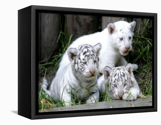 APTOPIX Argentina White Tigers-Eduardo Di Baia-Framed Stretched Canvas