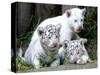 APTOPIX Argentina White Tigers-Eduardo Di Baia-Stretched Canvas