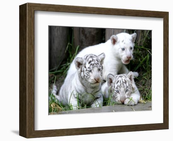 APTOPIX Argentina White Tigers-Eduardo Di Baia-Framed Photographic Print