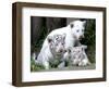 APTOPIX Argentina White Tigers-Eduardo Di Baia-Framed Photographic Print