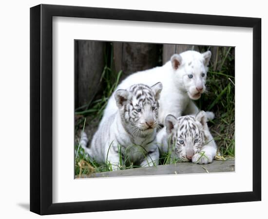 APTOPIX Argentina White Tigers-Eduardo Di Baia-Framed Photographic Print