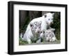 APTOPIX Argentina White Tigers-Eduardo Di Baia-Framed Photographic Print