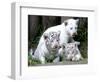 APTOPIX Argentina White Tigers-Eduardo Di Baia-Framed Photographic Print