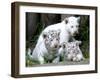 APTOPIX Argentina White Tigers-Eduardo Di Baia-Framed Photographic Print