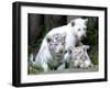 APTOPIX Argentina White Tigers-Eduardo Di Baia-Framed Photographic Print