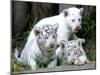 APTOPIX Argentina White Tigers-Eduardo Di Baia-Mounted Photographic Print