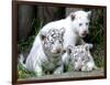 APTOPIX Argentina White Tigers-Eduardo Di Baia-Framed Photographic Print