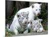 APTOPIX Argentina White Tigers-Eduardo Di Baia-Mounted Photographic Print