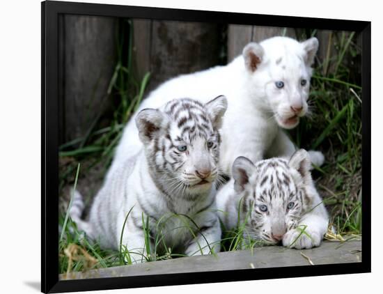 APTOPIX Argentina White Tigers-Eduardo Di Baia-Framed Photographic Print