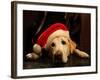 APTOPIX Blessing of the Animals-Tina Fineberg-Framed Photographic Print