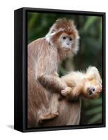 APTOPIX Bronx Zoo-Mary Schwalm-Framed Stretched Canvas