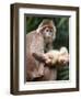 APTOPIX Bronx Zoo-Mary Schwalm-Framed Premium Photographic Print