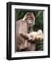APTOPIX Bronx Zoo-Mary Schwalm-Framed Premium Photographic Print