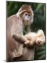 APTOPIX Bronx Zoo-Mary Schwalm-Mounted Premium Photographic Print