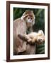 APTOPIX Bronx Zoo-Mary Schwalm-Framed Photographic Print