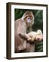 APTOPIX Bronx Zoo-Mary Schwalm-Framed Photographic Print