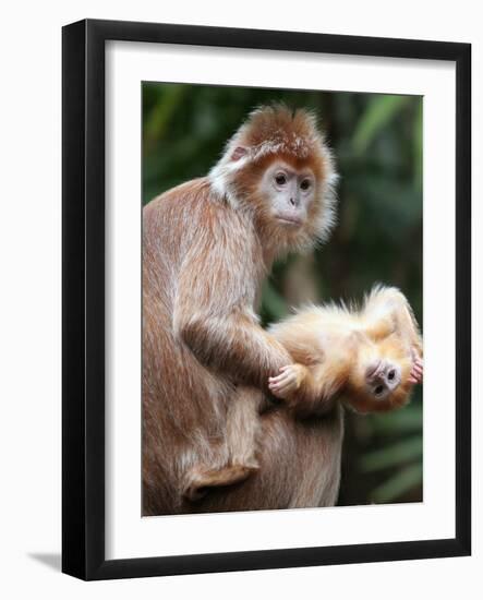 APTOPIX Bronx Zoo-Mary Schwalm-Framed Photographic Print