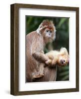 APTOPIX Bronx Zoo-Mary Schwalm-Framed Photographic Print
