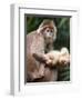 APTOPIX Bronx Zoo-Mary Schwalm-Framed Photographic Print