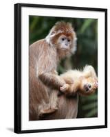 APTOPIX Bronx Zoo-Mary Schwalm-Framed Photographic Print