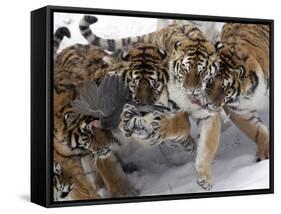 APTOPIX China Siberian Tigers-Ng Han Guan-Framed Stretched Canvas