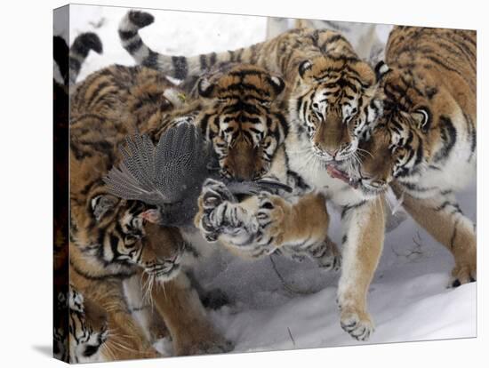 APTOPIX China Siberian Tigers-Ng Han Guan-Stretched Canvas