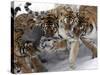 APTOPIX China Siberian Tigers-Ng Han Guan-Stretched Canvas