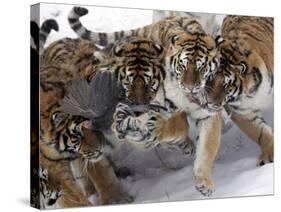 APTOPIX China Siberian Tigers-Ng Han Guan-Stretched Canvas